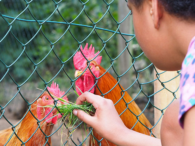 Student feeding chickens on a field trip