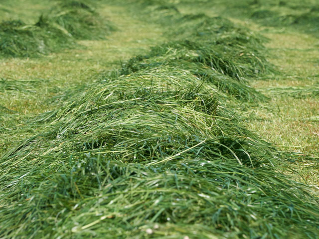 Grass ready to be picked up