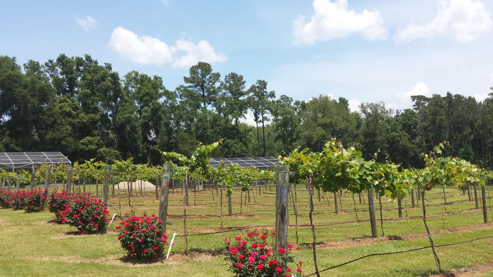 IPM using beneficial plants in grape vineyards.
