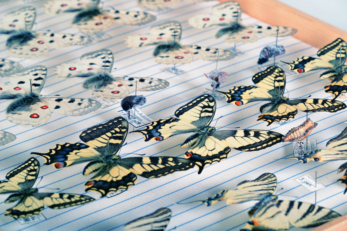 Butterflies on a pin board