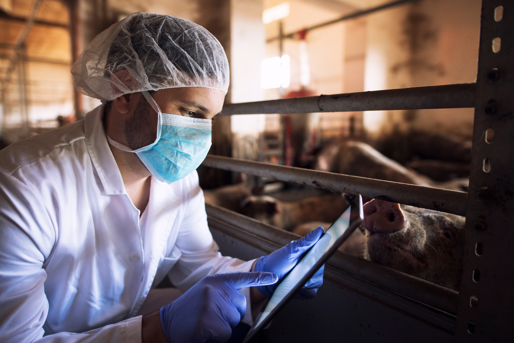 Veterinarian using iPad while observing pigs