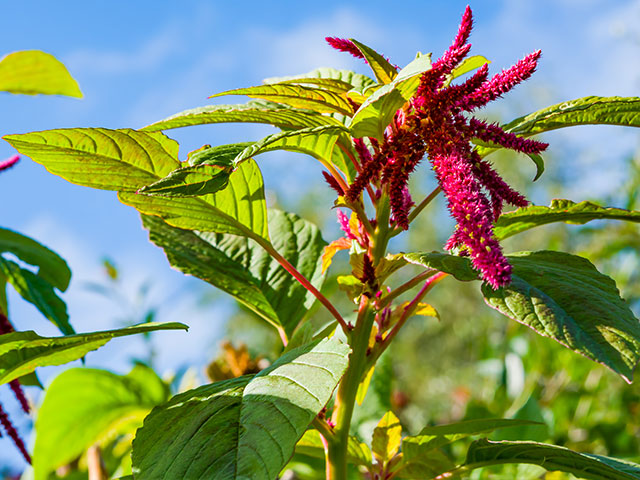 Amaranth crops