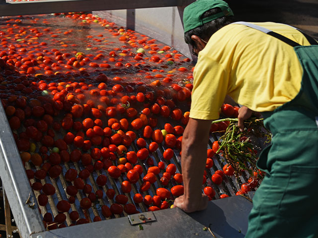 Tomatos on a conveyor belt 