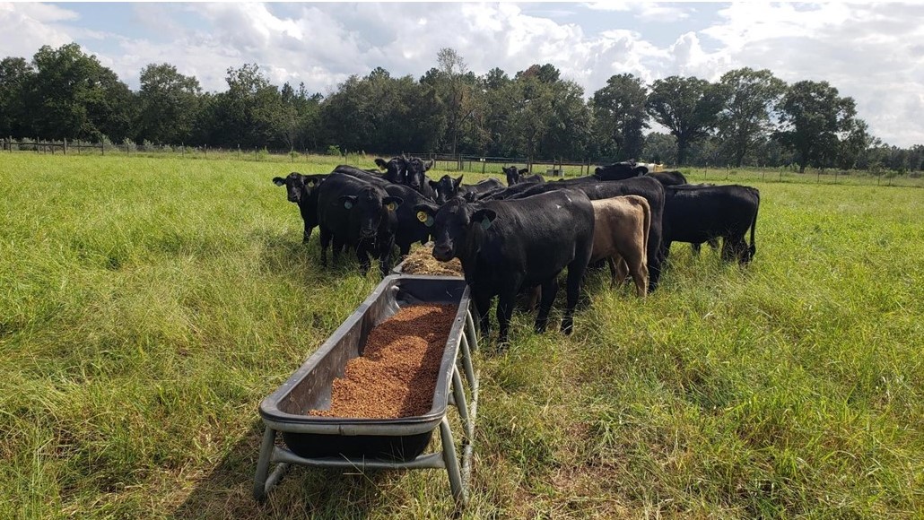 Calves in field BAERS